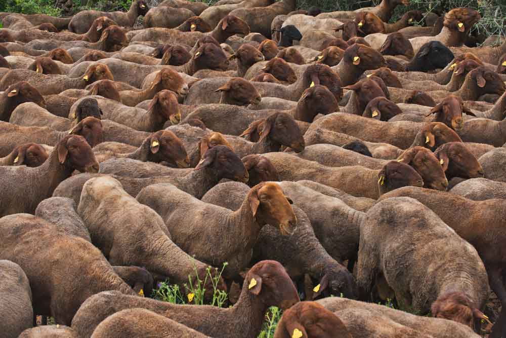 La lana de oveja Guirra