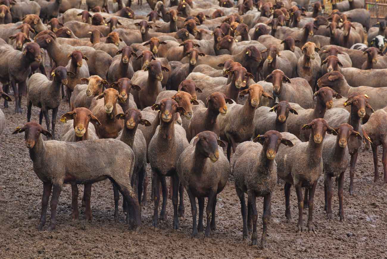 La Guirra, la oveja autóctona valenciana, pace en Dénia
