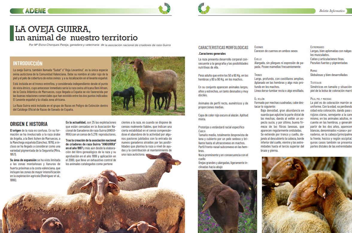 LA OVEJA GUIRRA, un animal de nuestro territorio